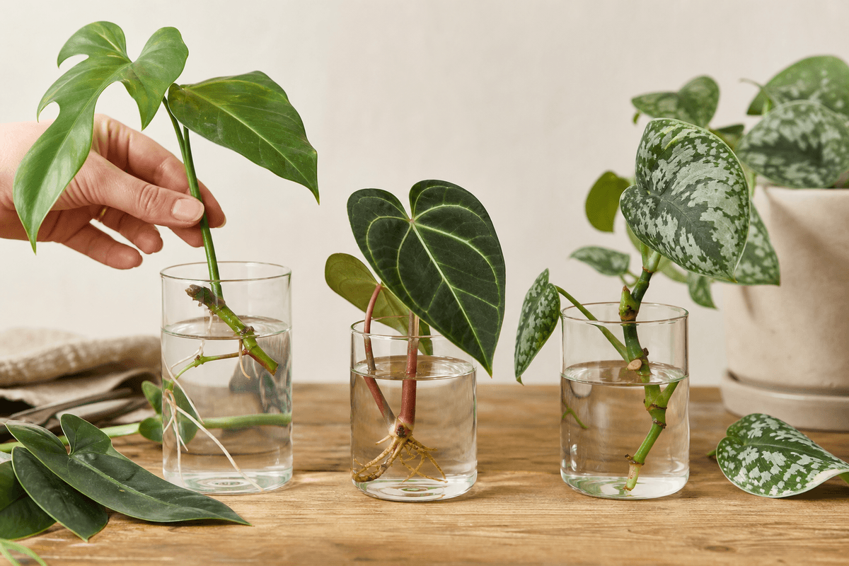 Bouturer philodendron, anthurium et scindapsus sans erreur