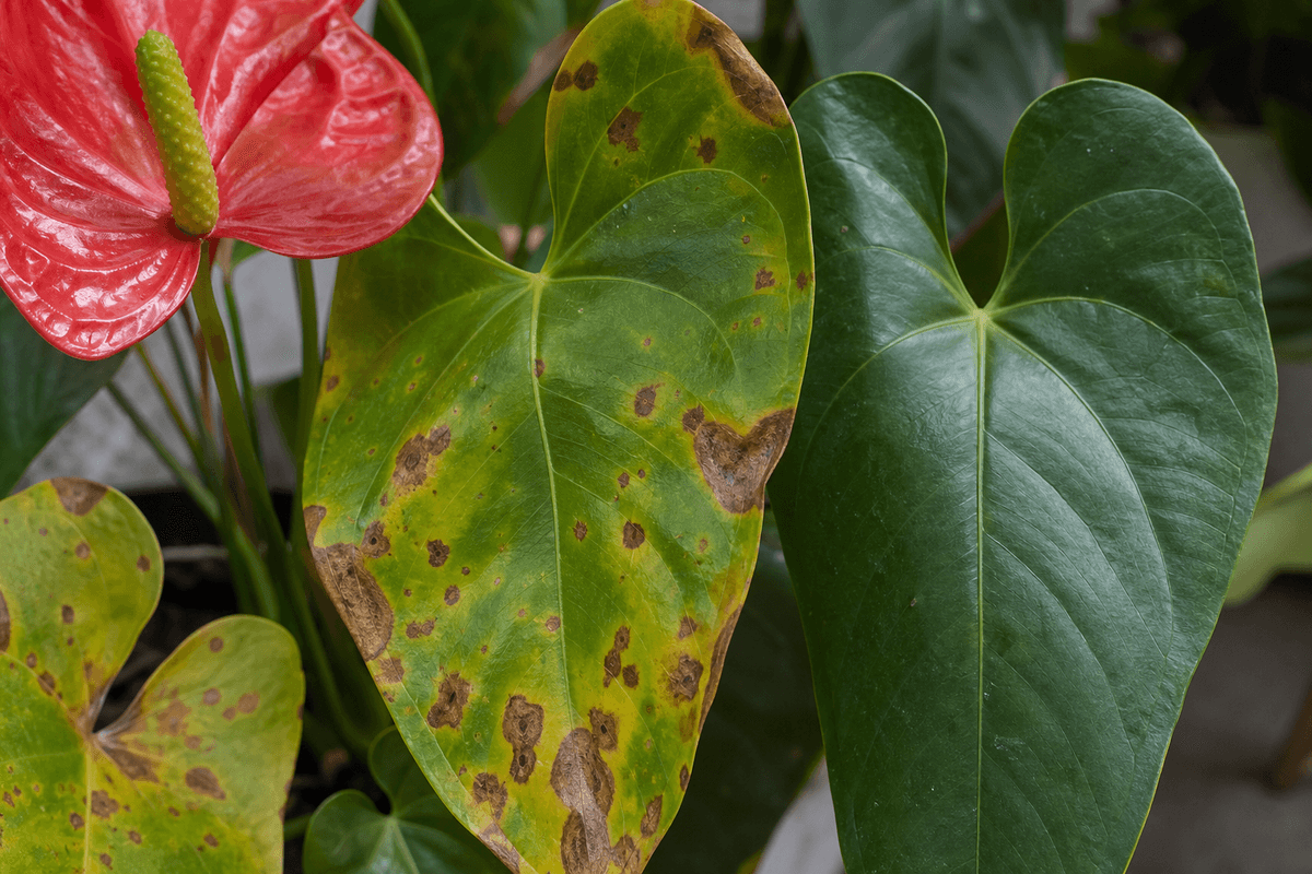Maladies de l’anthurium : les diagnostiquer avec vos photos CATEGORIE_WP: anthurium
