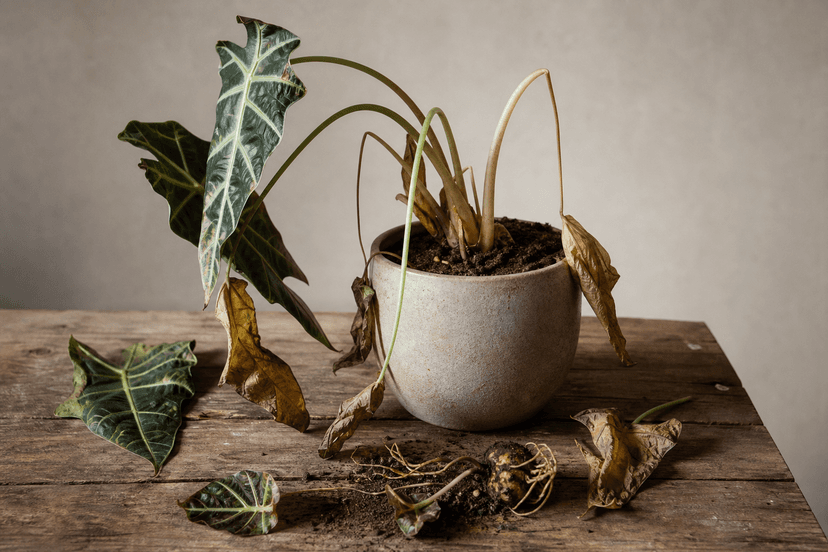 Alocasia : dormance, corme et feuilles qui tombent