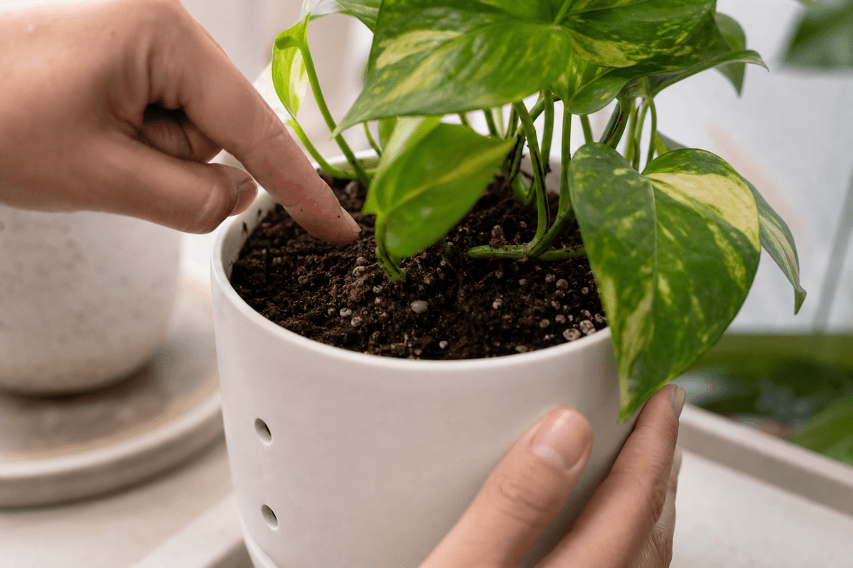 Vérifier l’humidité du sol avant d’arroser