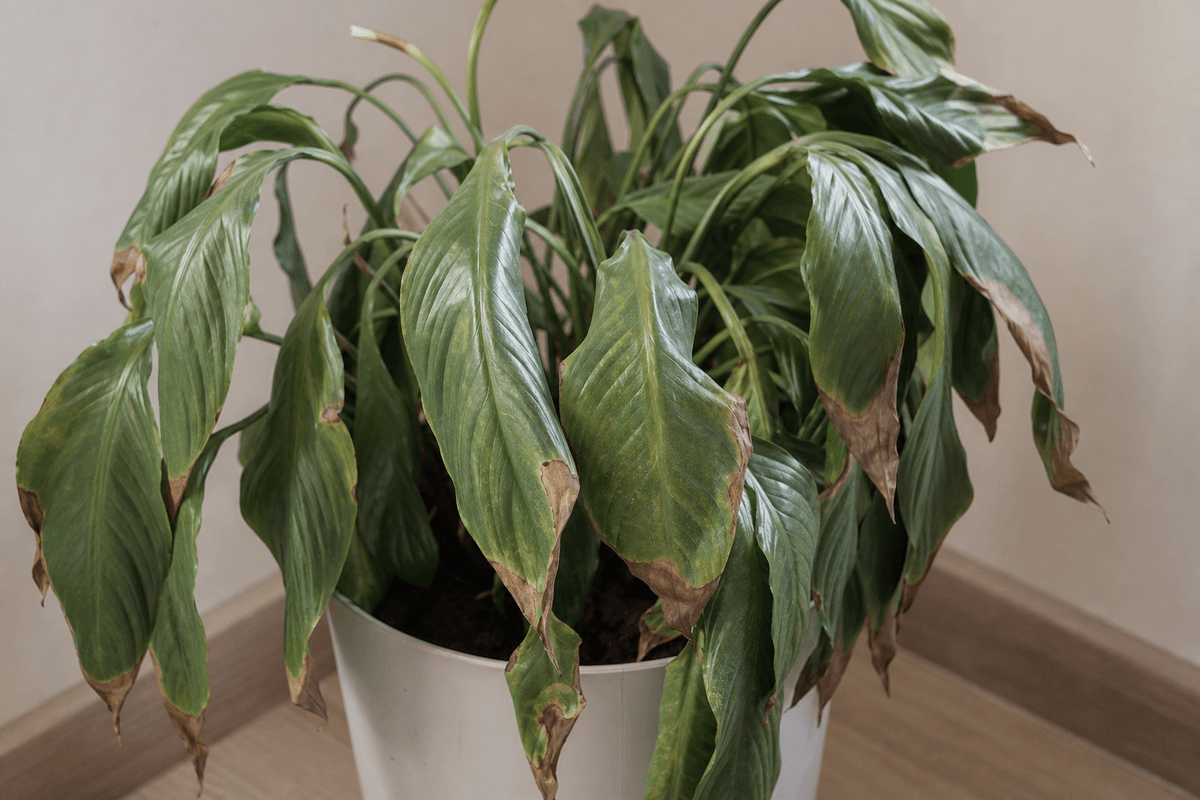 Spathiphyllum : feuilles tombantes, pointes brunes, sans fleurs