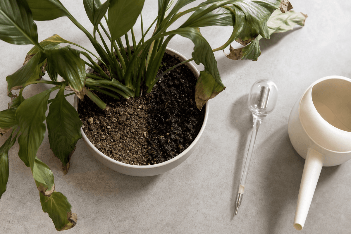 Contrôle de l’humidité du substrat pour diagnostiquer le sur-arrosage ou le manque d’eau.