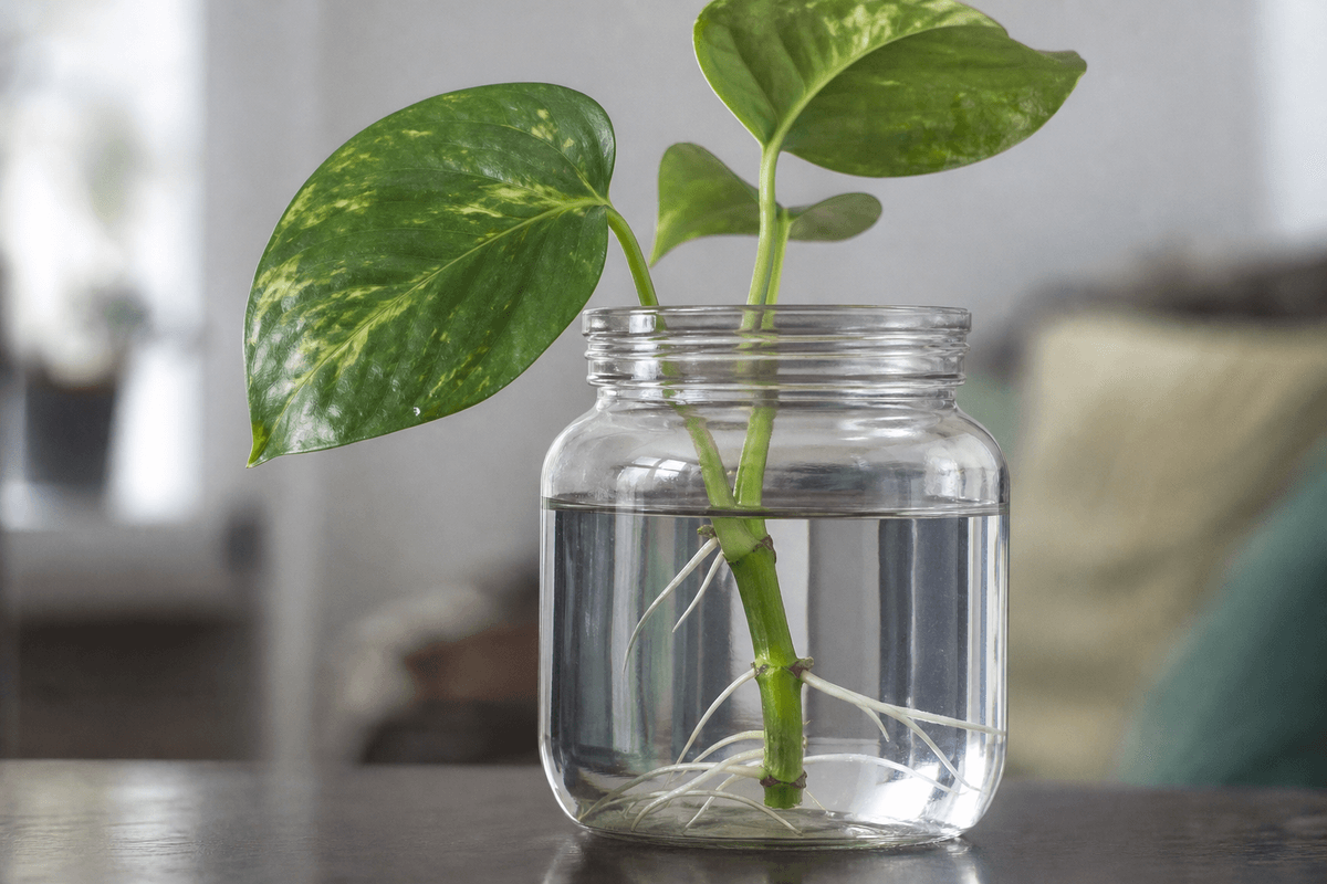 Bouture pothos dans l’eau : réussir puis passer en substrat