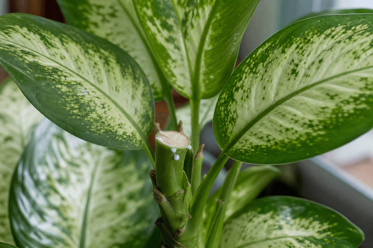 Pourquoi le Dieffenbachia est appelé « dumb cane »