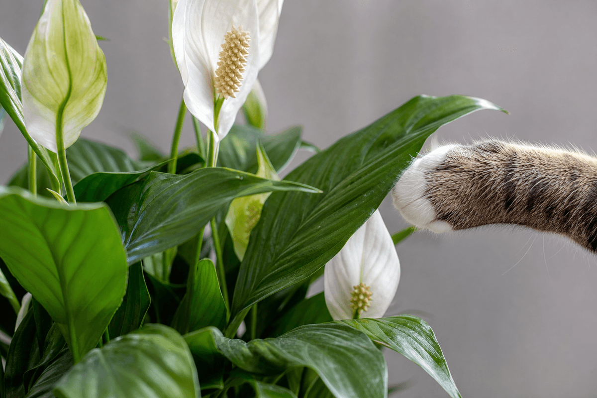 Close-up of potential cat contact with Spathiphyllum leaves (pet safety context).